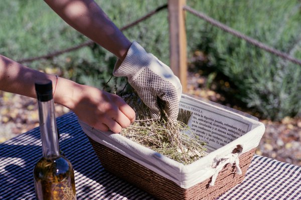 SIR JOAN - Ibizan Herbs - Photo by Mahala Nuuk-1.jpg